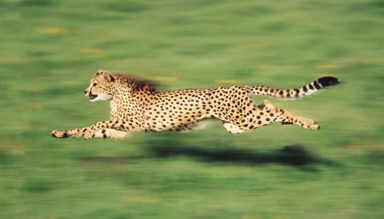 Fastest Animals